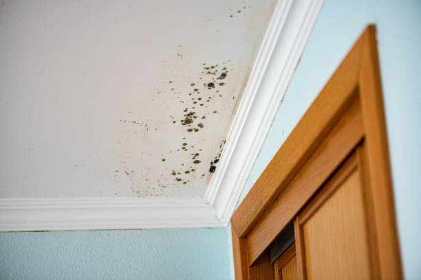 Best Same-Day Mold Removal  in Pleasant Garden, NC