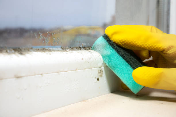 Trusted Pleasant Garden, NC Mold Removal Experts