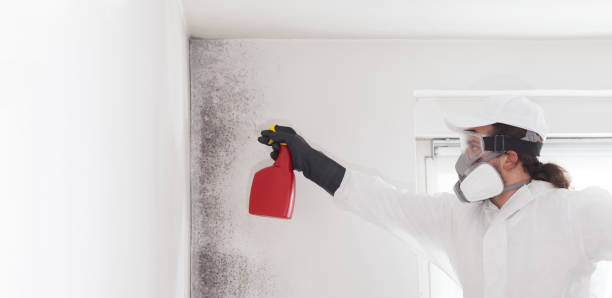Best Attic Mold Removal  in Pleasant Garden, NC