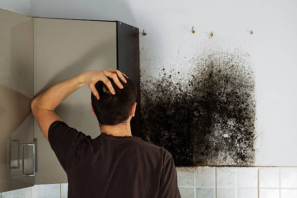 Best Best Mold Removal Companies  in Pleasant Garden, NC