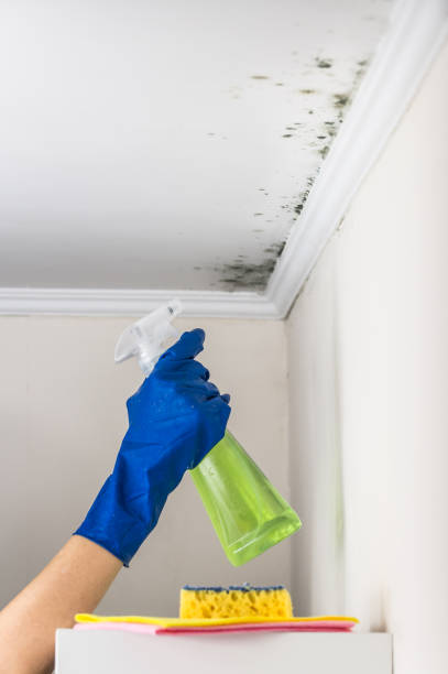 Crawl Space Mold Removal in Pleasant Garden, NC